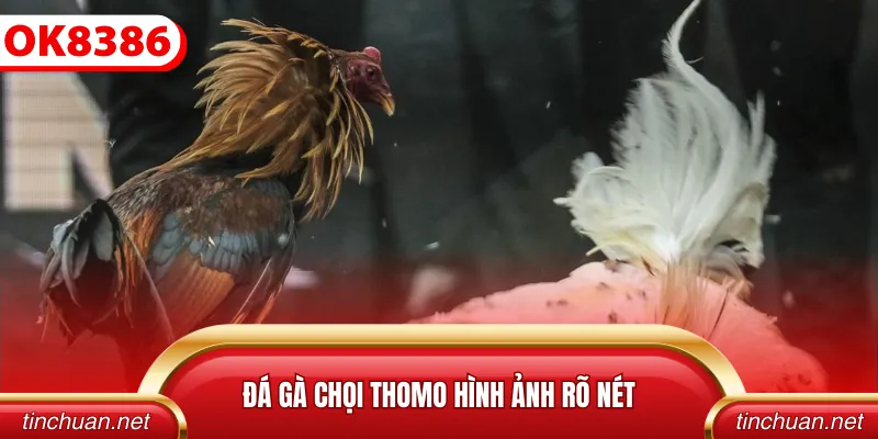 Đá gà chọi Thomo hình ảnh rõ nét