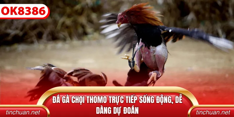 đá gà chọi Thomo