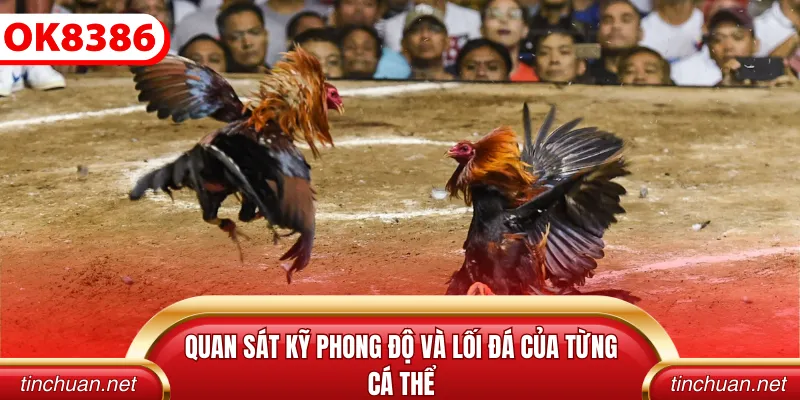 Quan sát kỹ phong độ và lối đá của từng cá thể