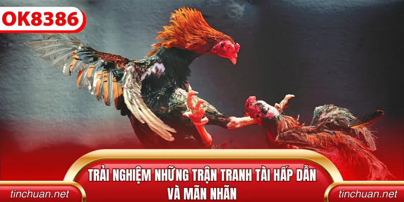 Trải nghiệm những trận tranh tài hấp dẫn và mãn nhãn