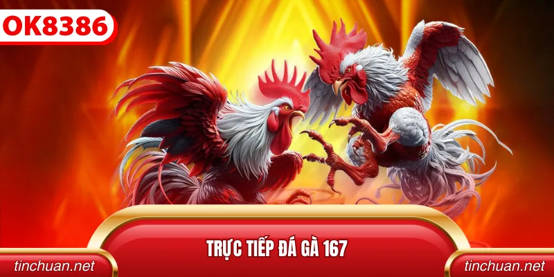 Trực Tiếp Đá Gà 167
